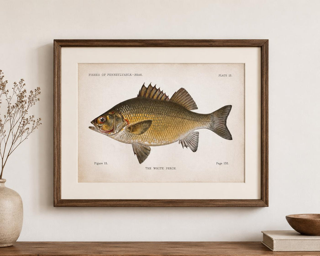 White Perch Fish Book Plate Print | Fishes of Pennsylvania 1889–1891