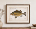 White Perch Fish Book Plate Print | Fishes of Pennsylvania 1889–1891