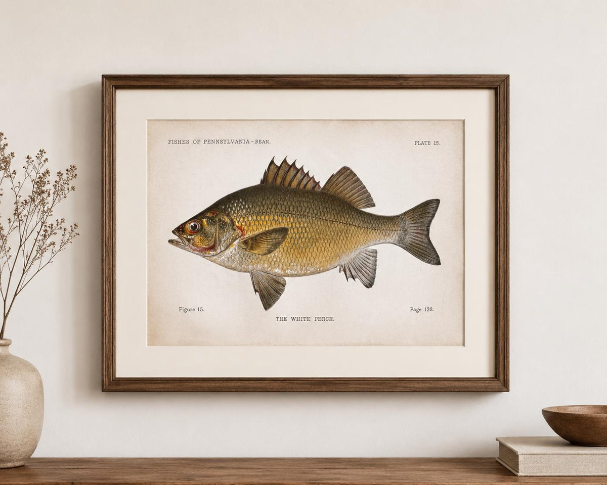 White Perch Fish Book Plate Print | Fishes of Pennsylvania 1889–1891