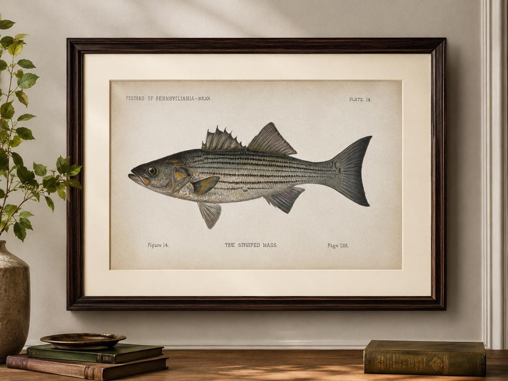 Striped Bass Fish Book Plate Print | Fishes of Pennsylvania 1889–1891