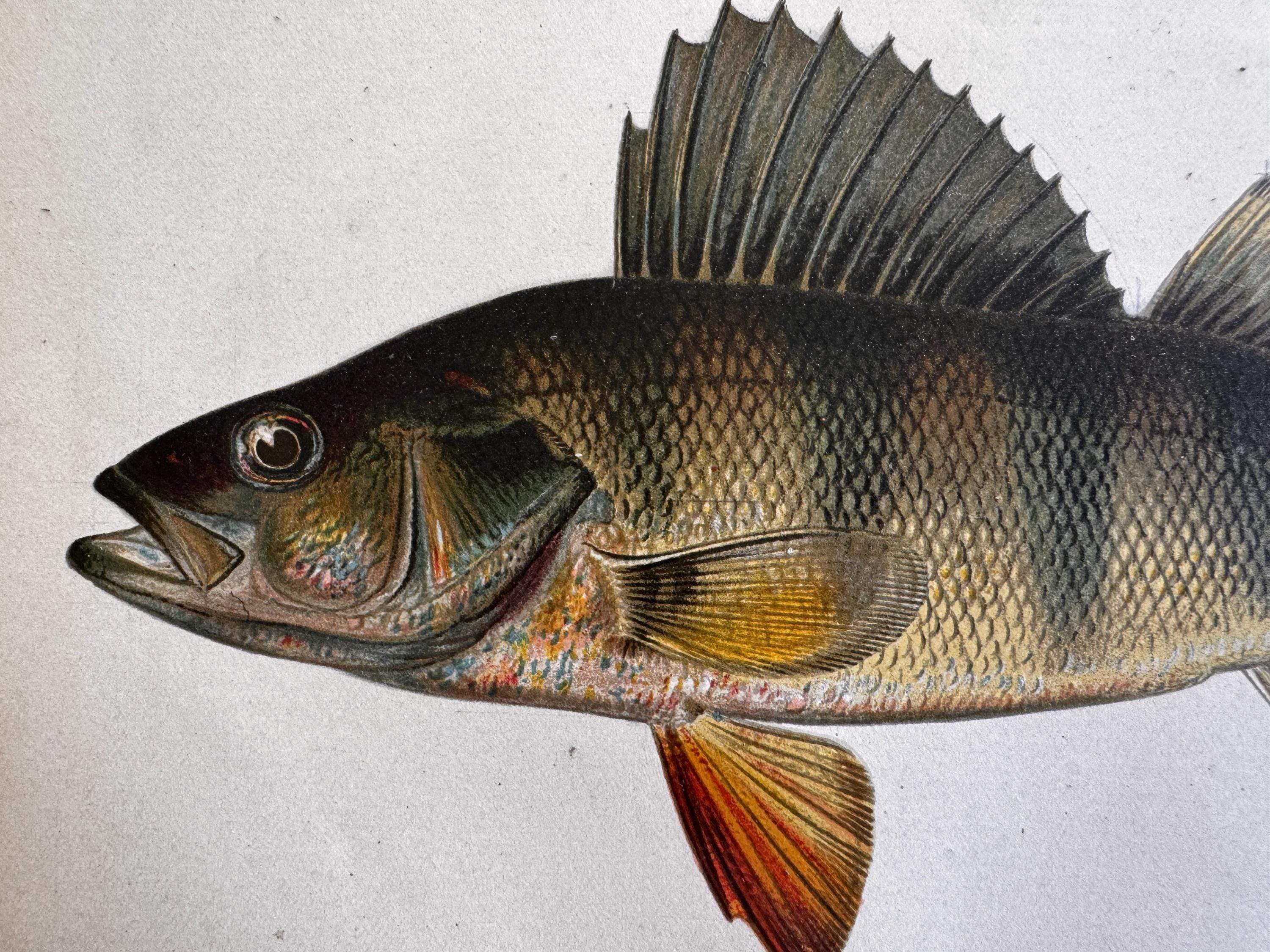 Yellow Perch Fish Book Plate Print | Fishes of Pennsylvania 1889–1891