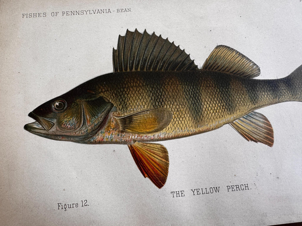 Yellow Perch Fish Book Plate Print | Fishes of Pennsylvania 1889–1891