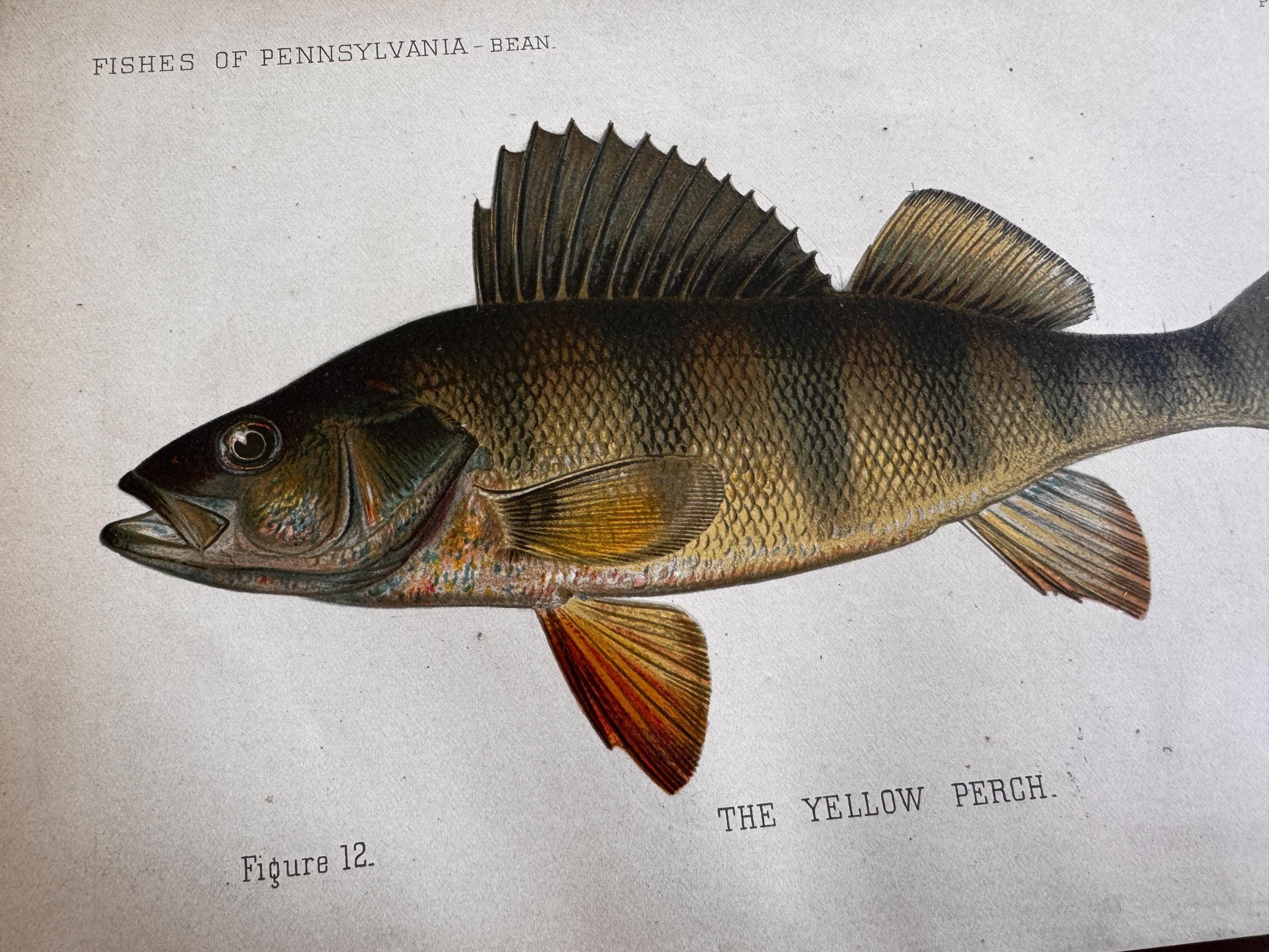 Yellow Perch Fish Book Plate Print | Fishes of Pennsylvania 1889–1891