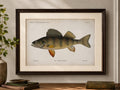 Yellow Perch Fish Book Plate Print | Fishes of Pennsylvania 1889–1891