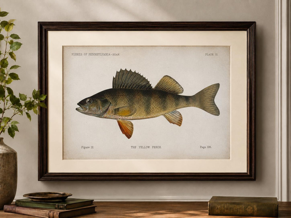 Yellow Perch Fish Book Plate Print | Fishes of Pennsylvania 1889–1891