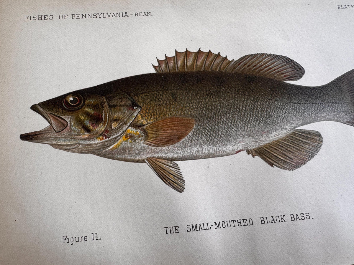Small-Mouthed Black Bass Fish Book Plate Print | Fishes of Pennsylvania 1889–1891