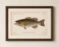Small-Mouthed Black Bass Fish Book Plate Print | Fishes of Pennsylvania 1889–1891
