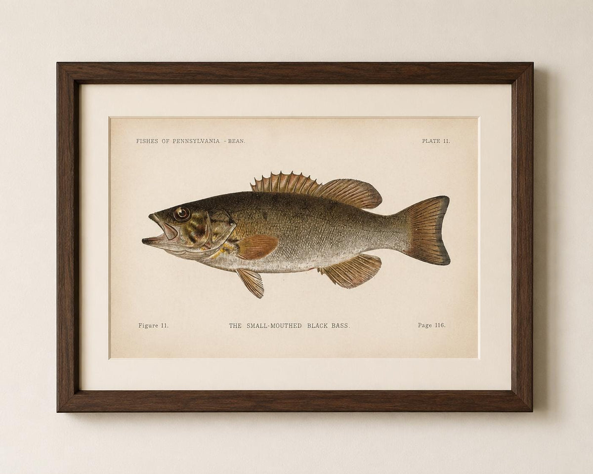 Small-Mouthed Black Bass Fish Book Plate Print | Fishes of Pennsylvania 1889–1891