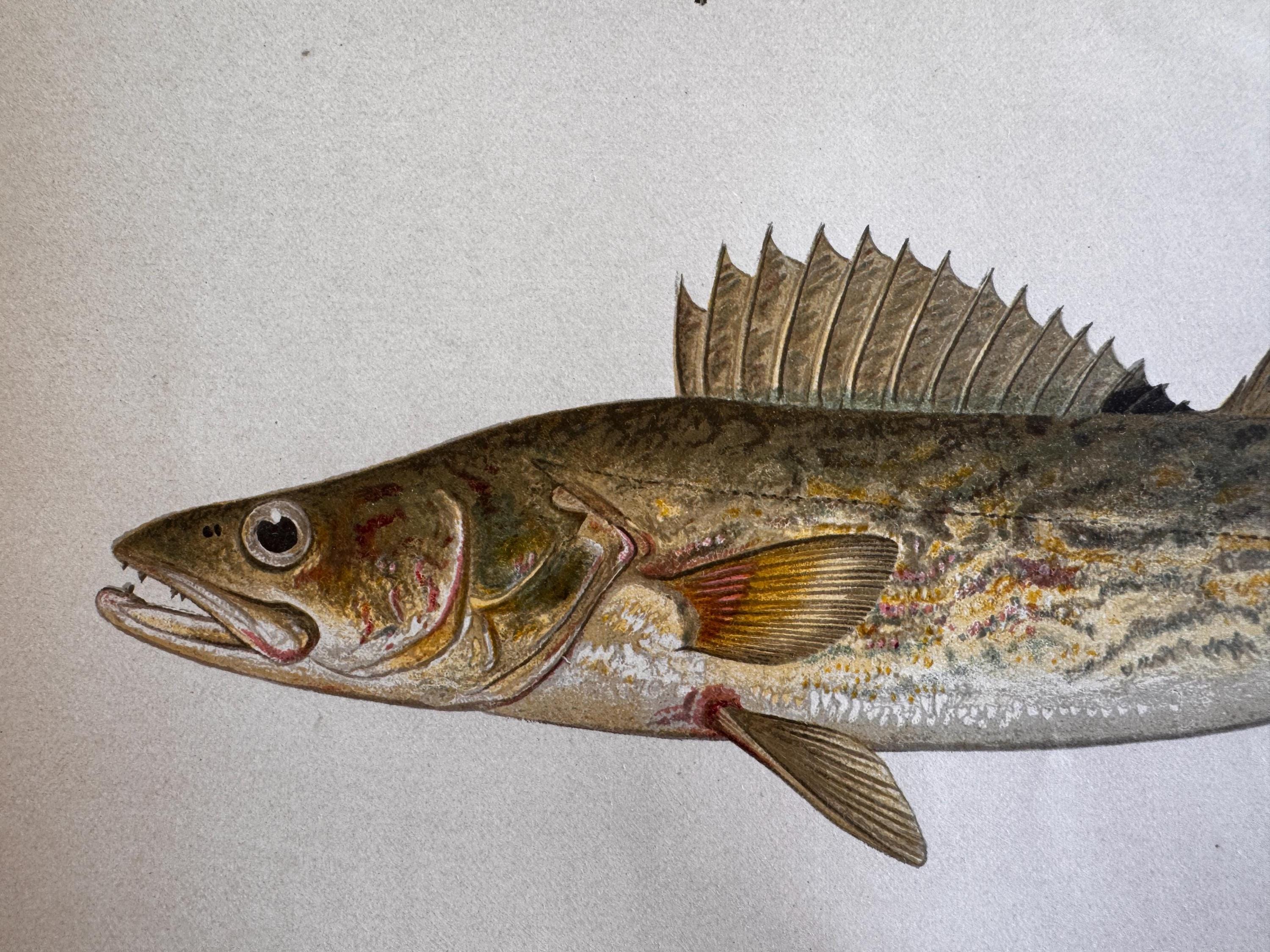 Pike Perch Fish Book Plate Print | Fishes of Pennsylvania 1889–1891