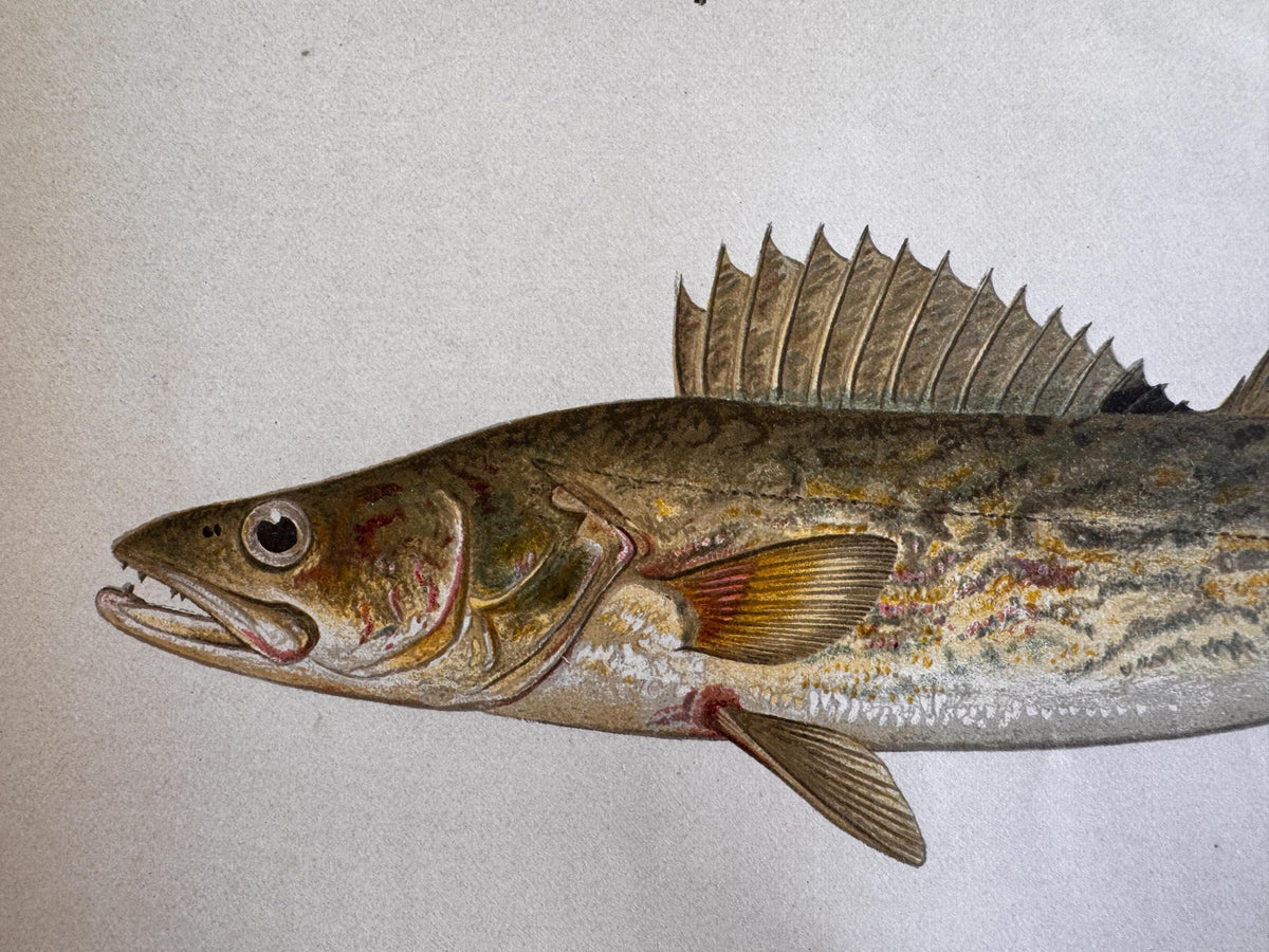 Pike Perch Fish Book Plate Print | Fishes of Pennsylvania 1889–1891