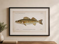 Pike Perch Fish Book Plate Print | Fishes of Pennsylvania 1889–1891