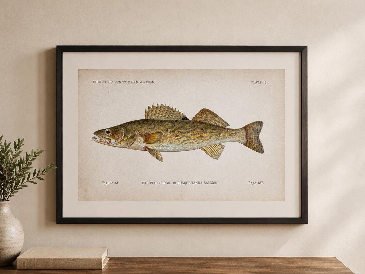 Pike Perch Fish Book Plate Print | Fishes of Pennsylvania 1889–1891