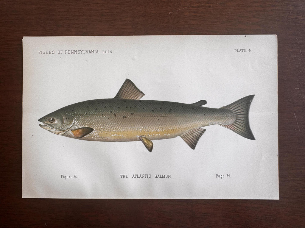 Atlantic Salmon Fish Book Plate Print | Fishes of Pennsylvania 1889–1891