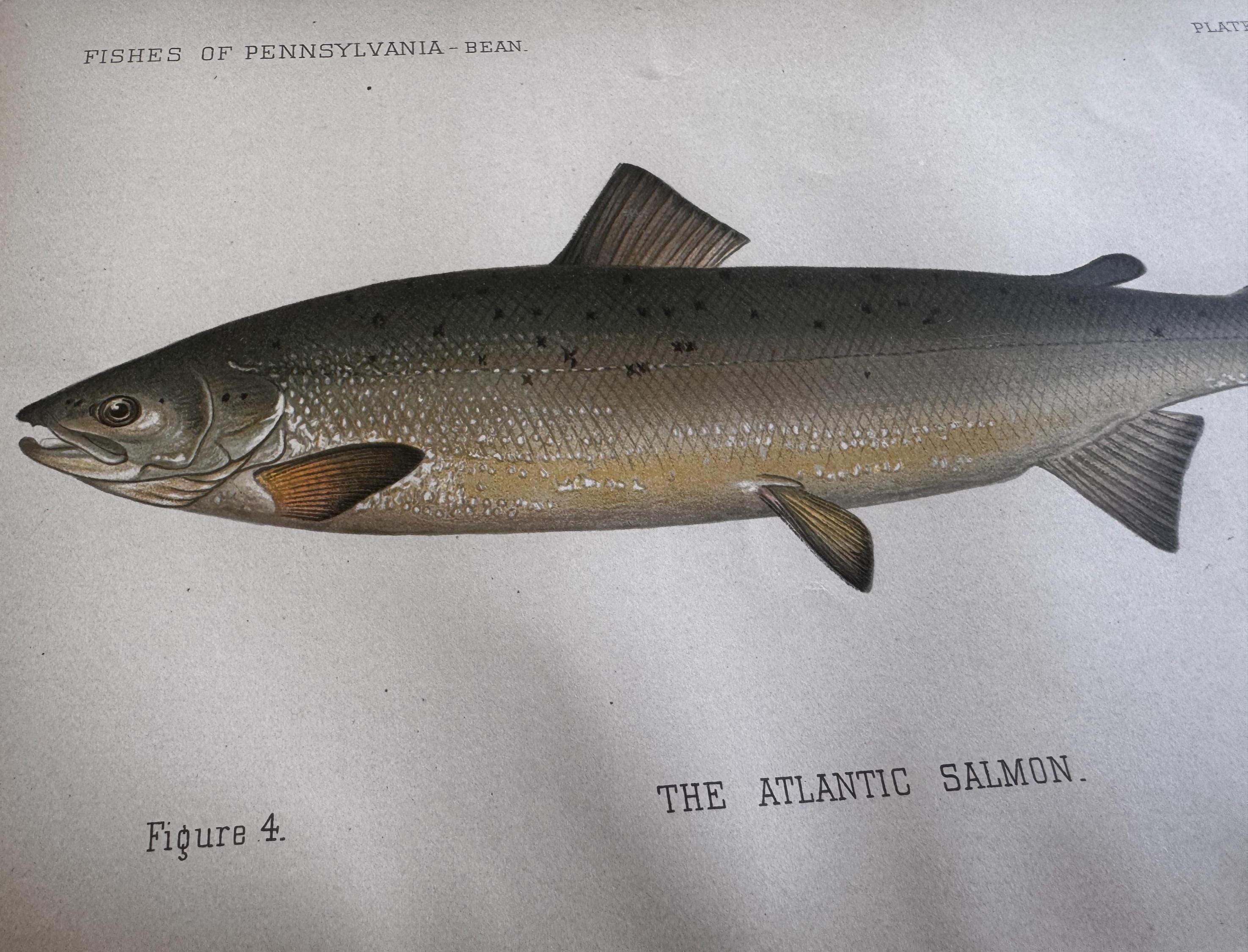 Atlantic Salmon Fish Book Plate Print | Fishes of Pennsylvania 1889–1891