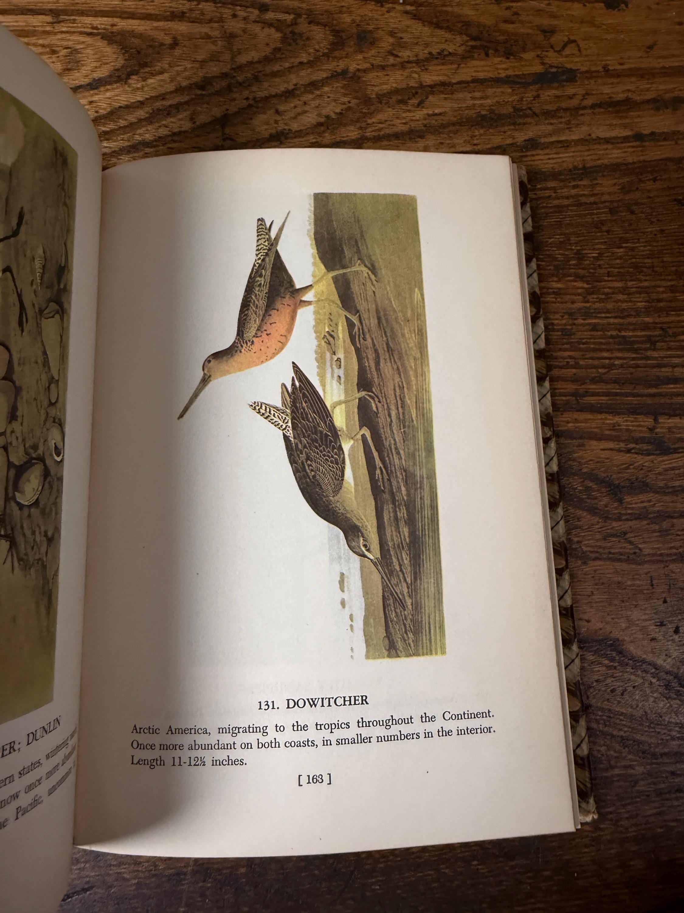 Audubon’s Birds of America | 1950 Hardback, Book Club Edition