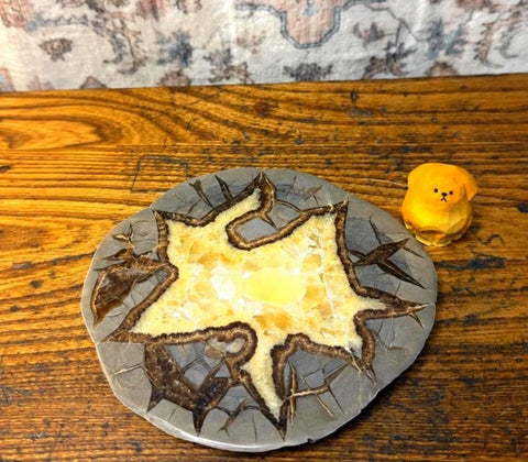 Septarian Nodule Slice Polished | Natural Stone Fossil Display Piece