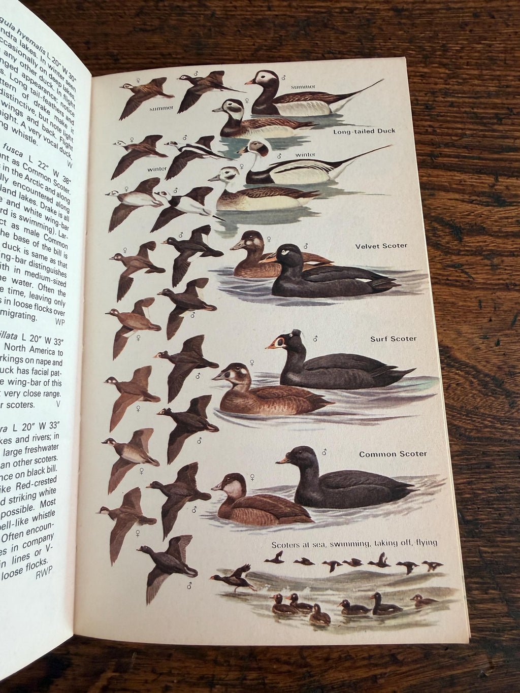 The Hamlyn Guide to Birds of Britain and Europe by Bertel Bruun | 1970 Paperback