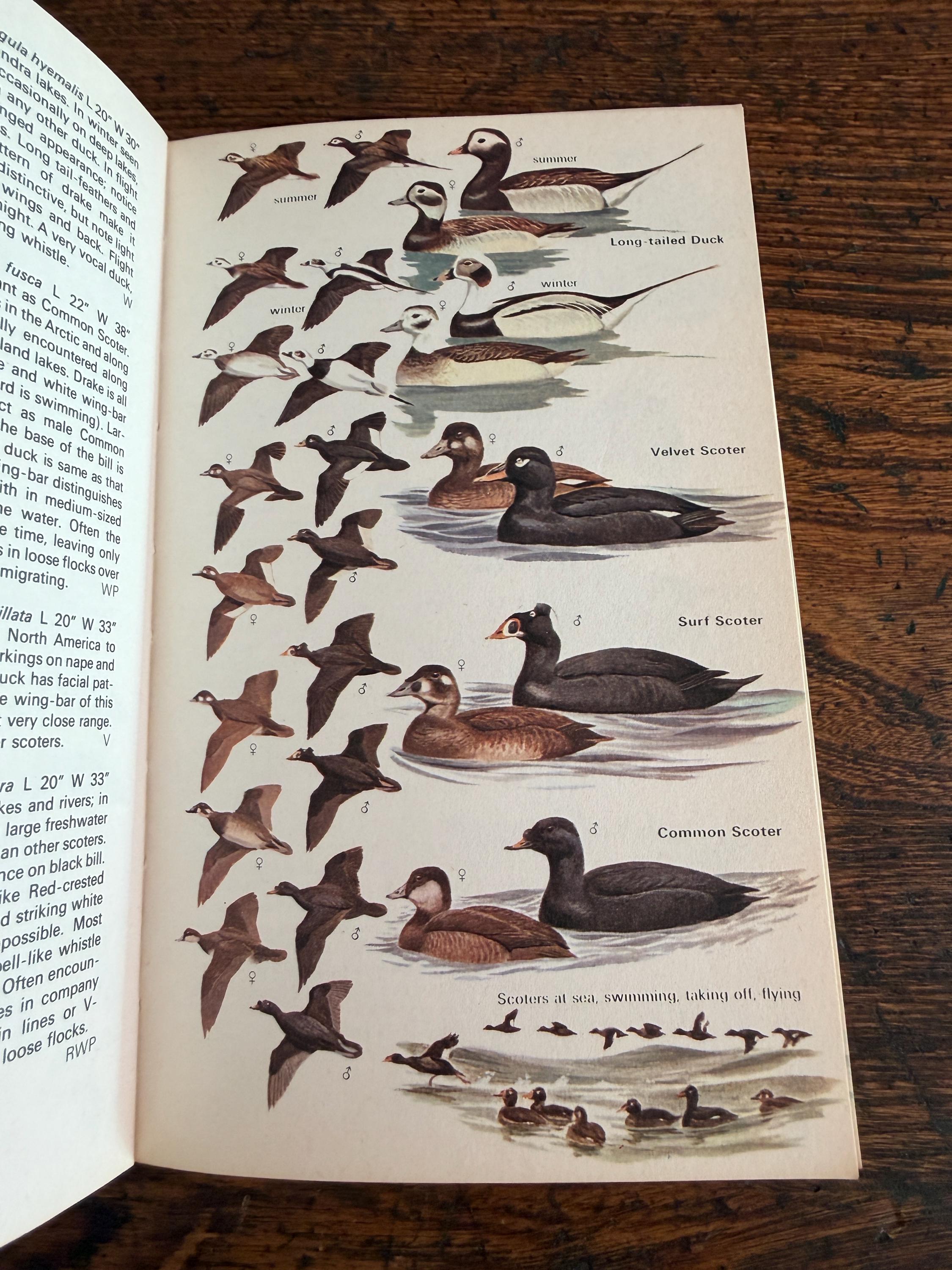 The Hamlyn Guide to Birds of Britain and Europe by Bertel Bruun | 1970 Paperback