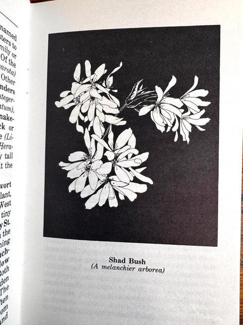 Wildflowers of the Potomac Appalachians by Molly Taber Denton | 1979 Paperback