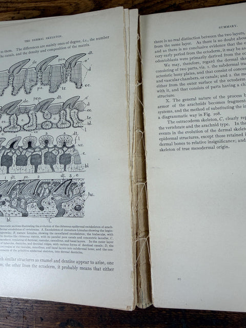 The Evolution of the Vertebrates and Their Kin by Patten | 1912 Hardback