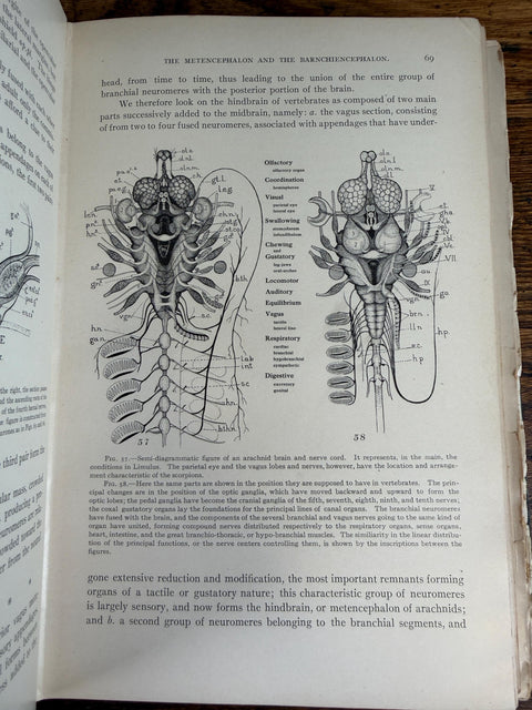 The Evolution of the Vertebrates and Their Kin by Patten | 1912 Hardback