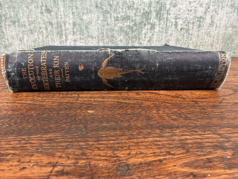 The Evolution of the Vertebrates and Their Kin by Patten | 1912 Hardback