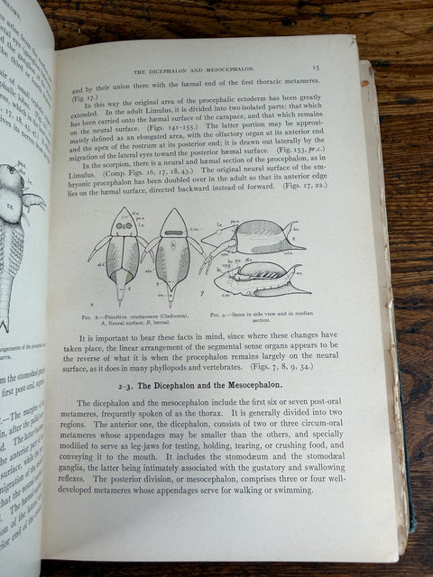 The Evolution of the Vertebrates and Their Kin by Patten | 1912 Hardback